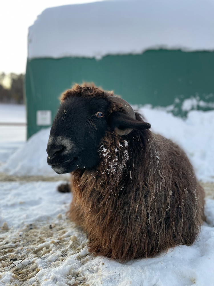 Ich bin Mouton