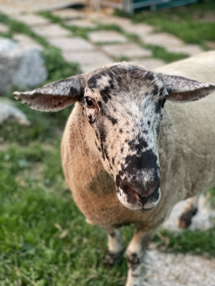Ich bin Machu