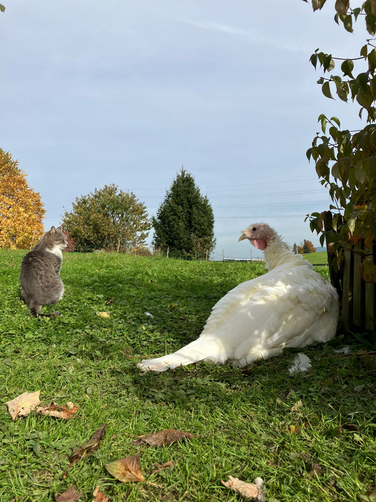 Ich bin Orselina