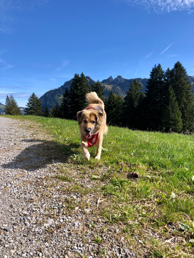 Ich bin Hazel