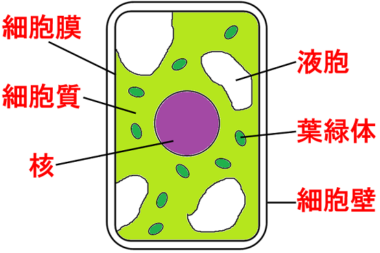 中学理科：生物と細胞（基礎）