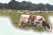 boerderijdier of dierentuindier ?