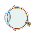 delen van het oog (computermeester)