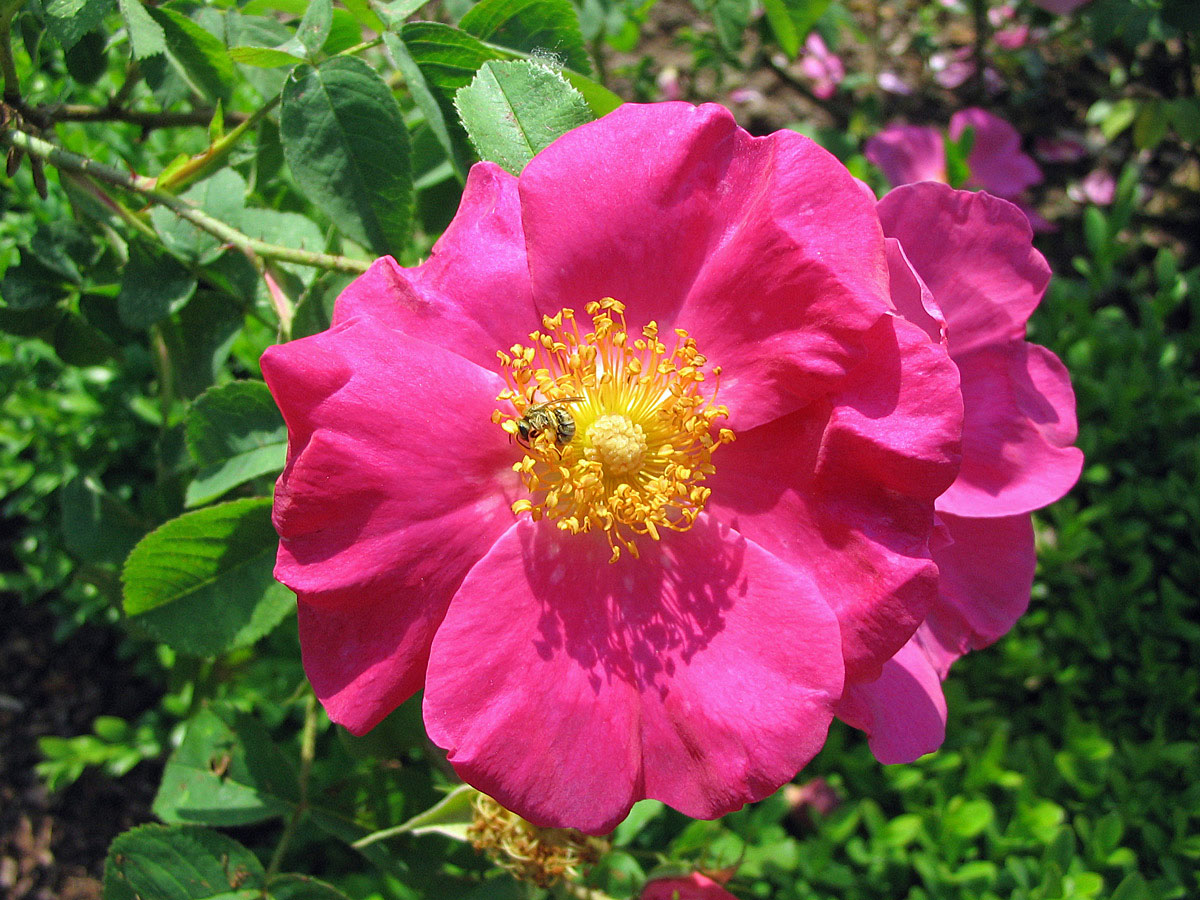Essigrose (Rosa gallica) - Kräutergarten Waldbronn