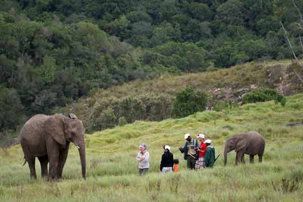 Knysna Elephant Park