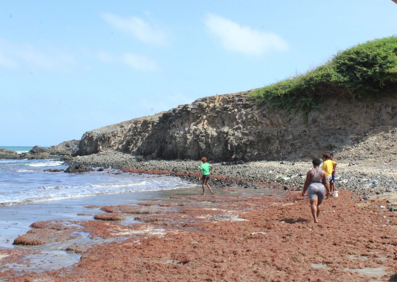 Algal blooms: from problems to solutions