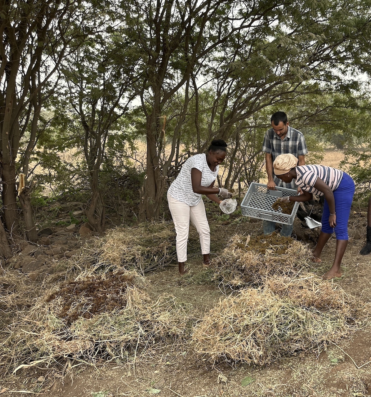 Agroecology and composting with seaweed