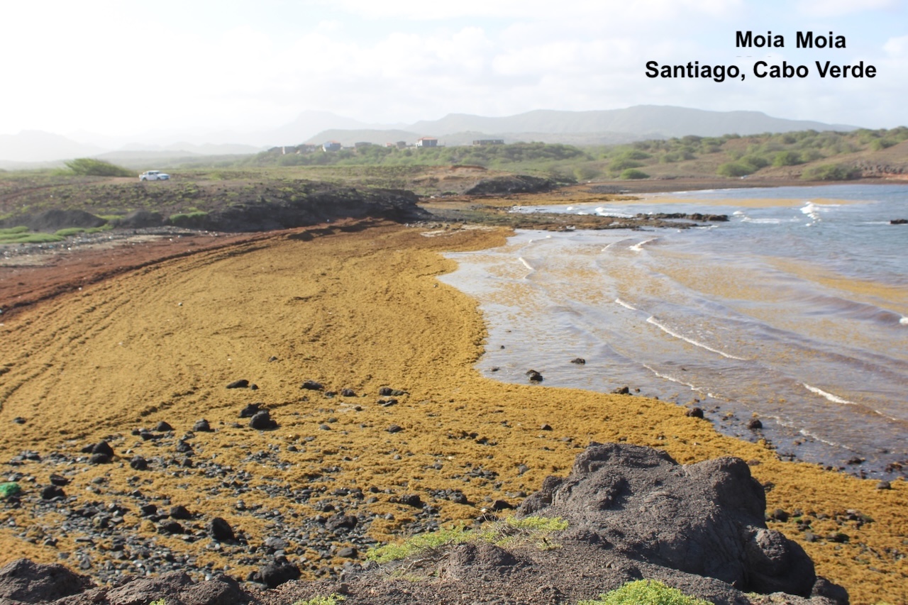 Sargassum: good or bad?