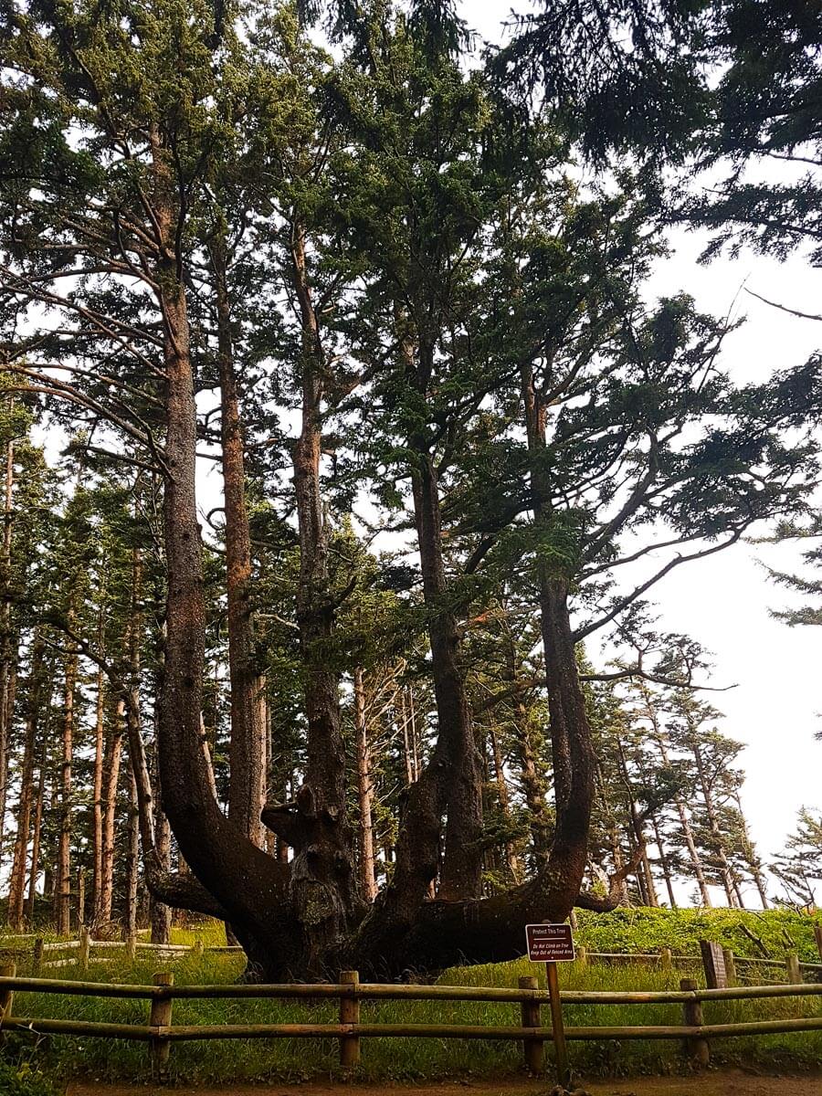 Octopus Tree