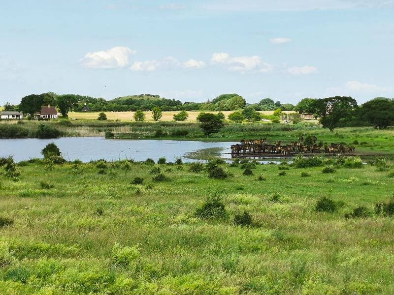 Wildpferde bei Dovns Klint auf der Insel Langeland