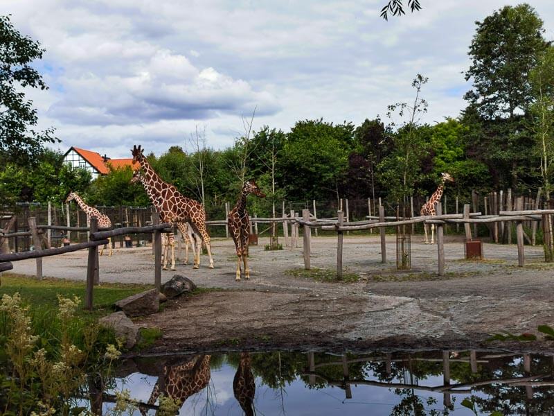 Giraffen im Odense Zoo auf der Insel Fünen