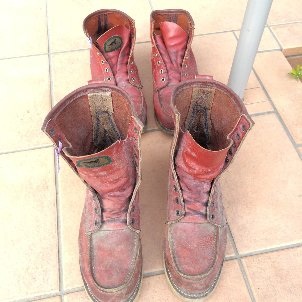 カビに侵されたREDWING