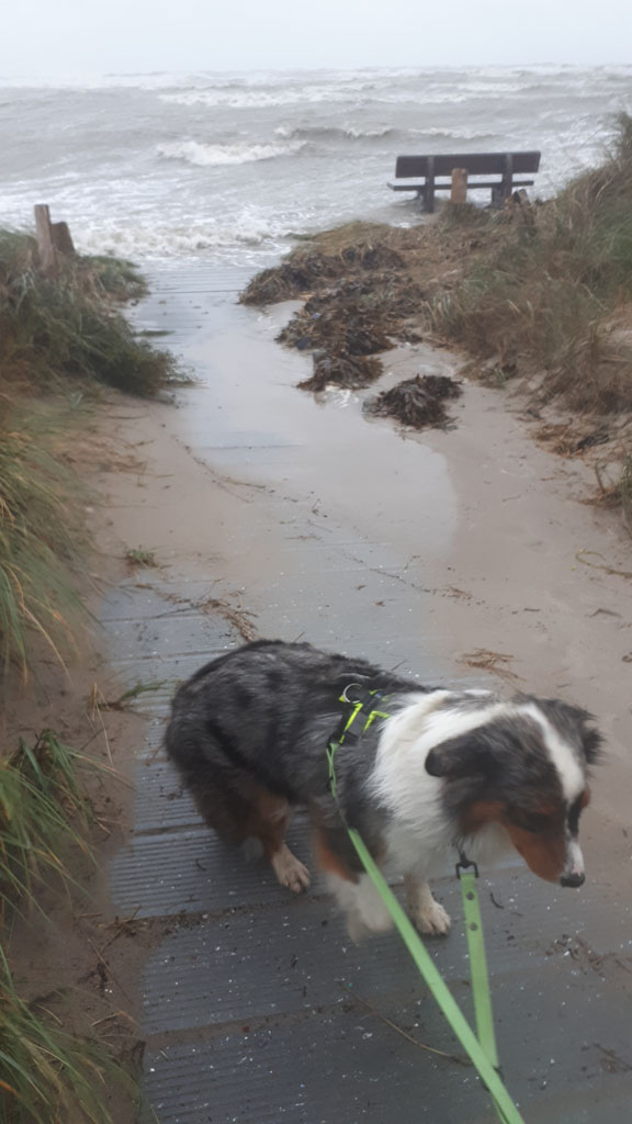 Windhund... :-)