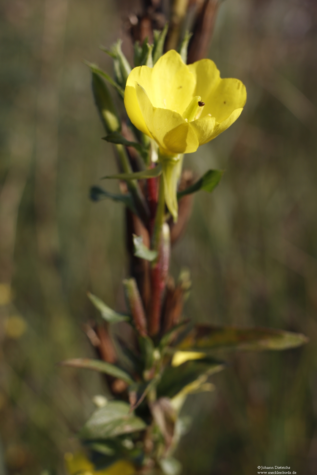 Oenothera