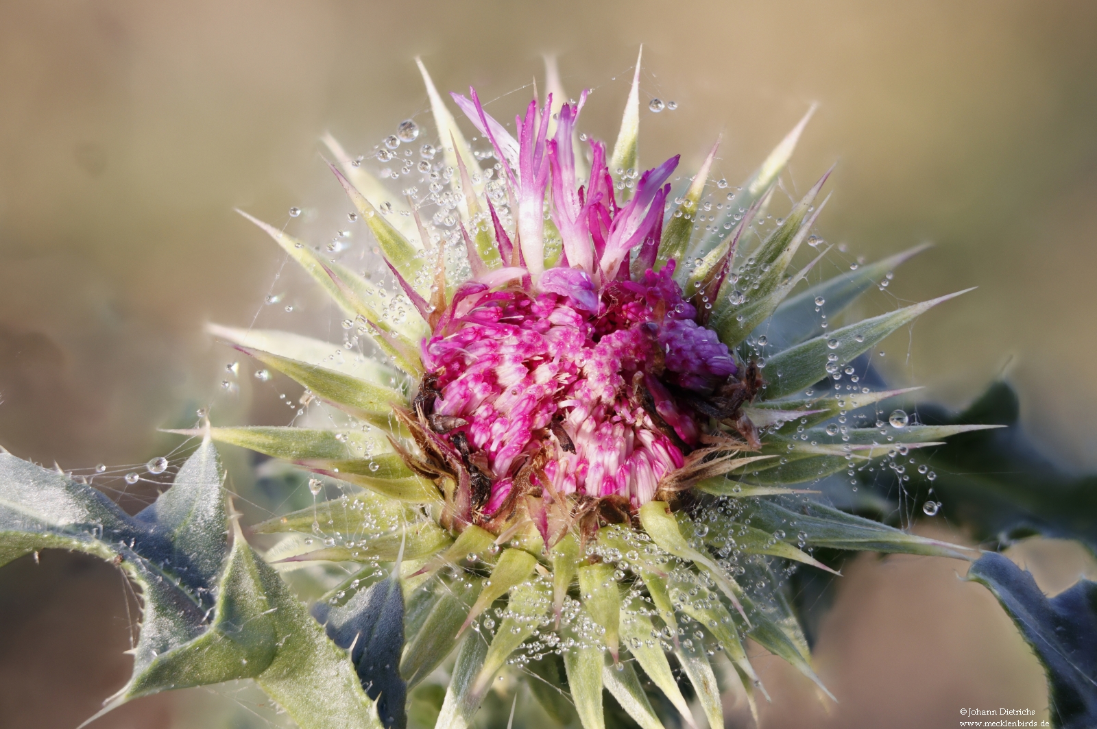 Weg-Distel