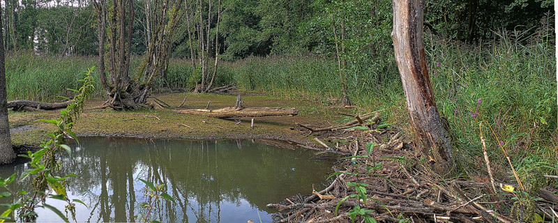 19 Deusmaurer Moor
