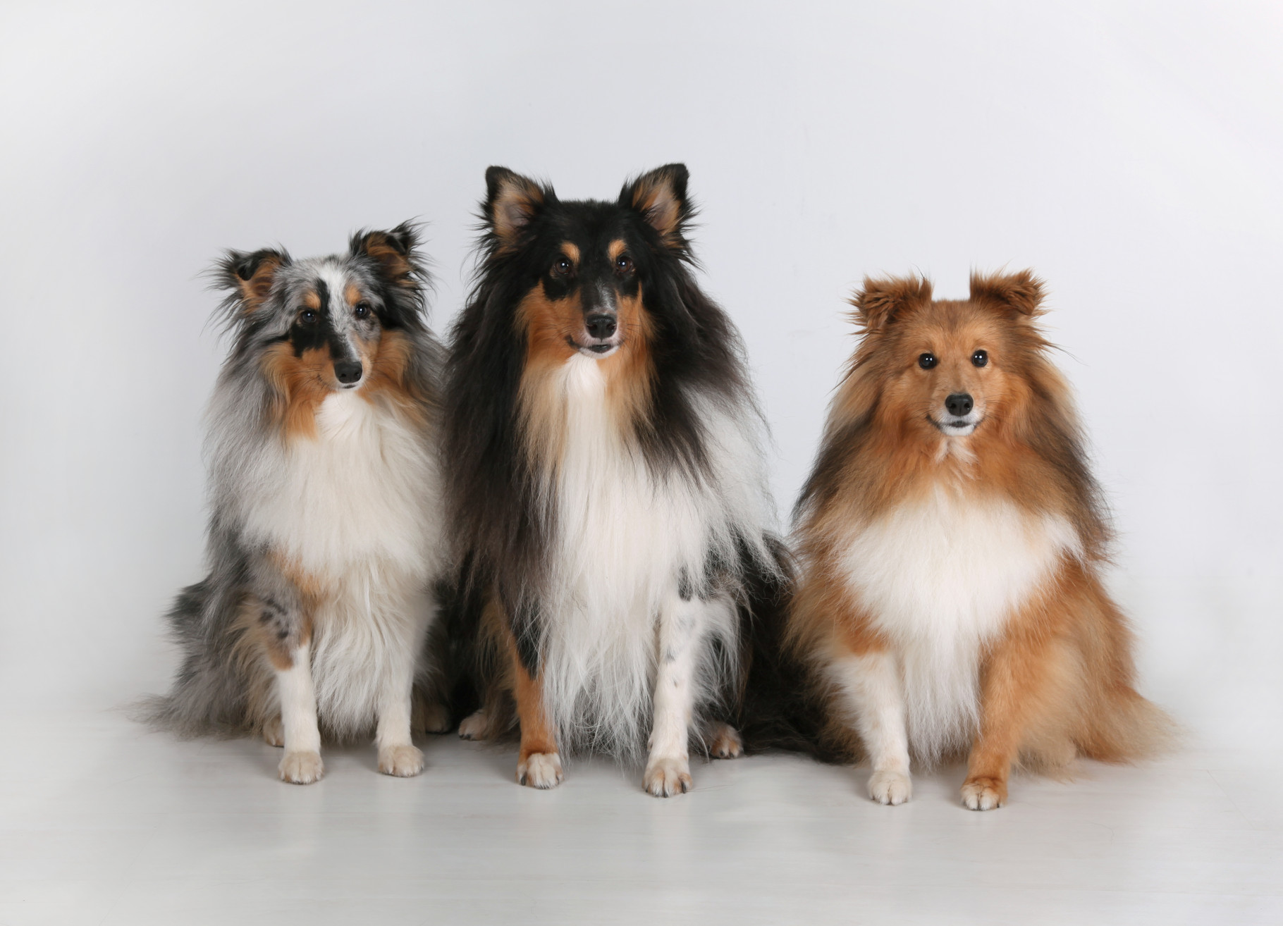 Agility sheltiesvonhollywoods JimdoPage!