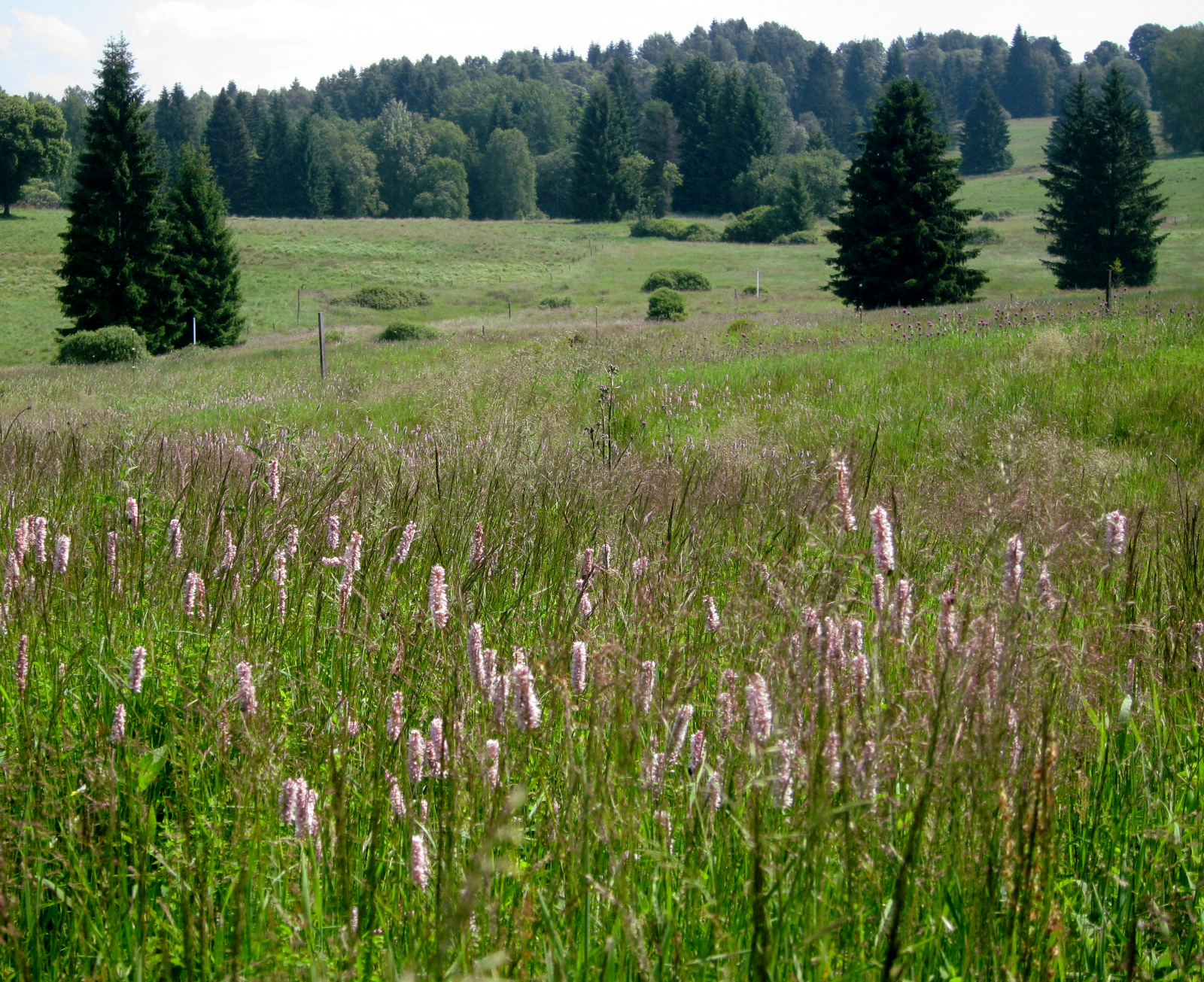 Schlangenknöterich und im Hintergrund der tschechische Sumava-Nationalpark