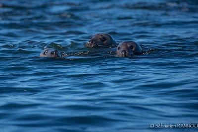 Sortie dans les eaux cristallines des Îles Glénan, un lieu idéal pour explorer la faune marine.