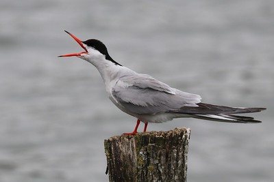 Sterne Pierragrain, espece rare de larchipel des glenan dans le finistere