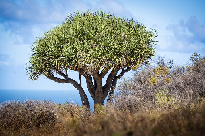 Drachenbaum Teneriffa