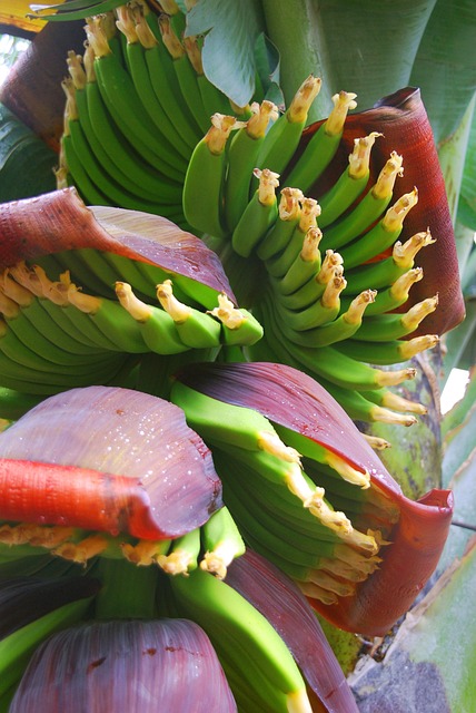 Bananenstaude im Casa Madera