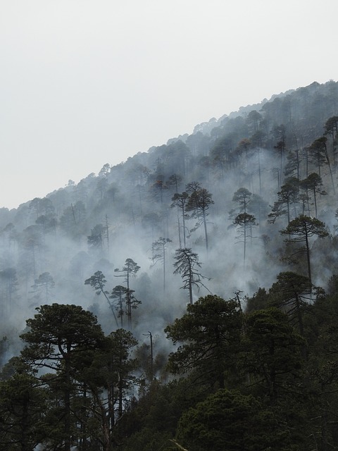 Waldbrand auf Teneriffa August 2023