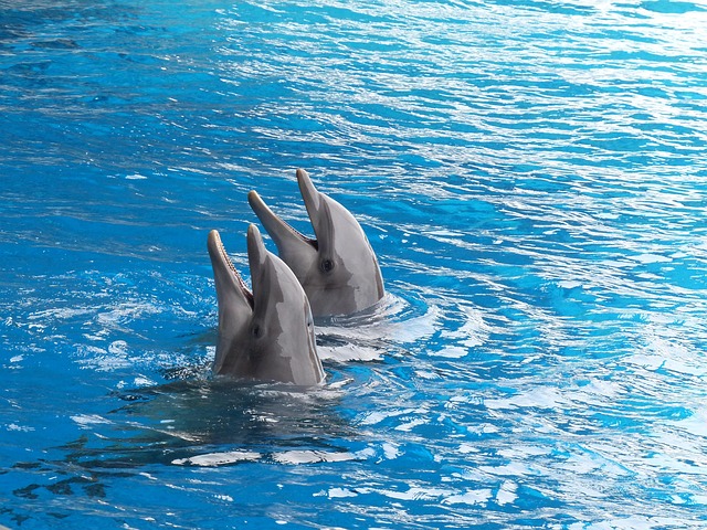 Delfintour Teneriffa