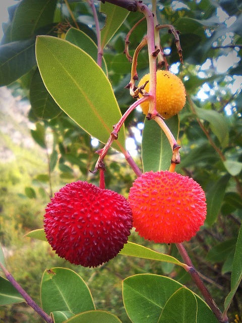 Erdbeerbaum Teneriffa
