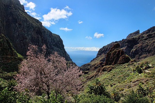 Landschaft mit Mandelblüte Teneriffa