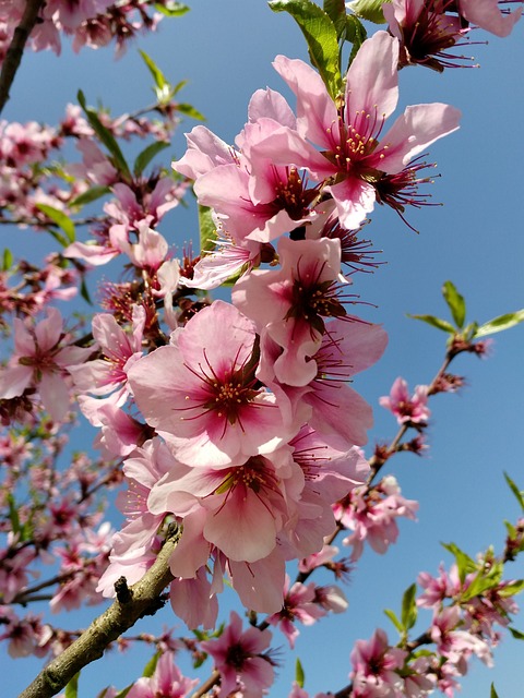 Mandelblüte auf Teneriffa