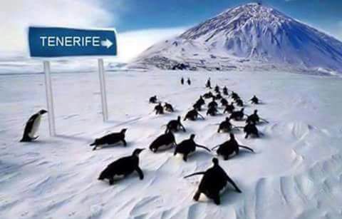 Schnee auf dem Teide Teneriffa Wanderurlaub Rekordwinter