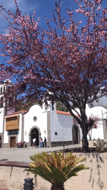 Mandelblüte auf Teneriffa