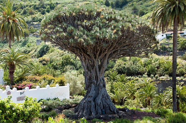 Drachenbaum in der Nähe der legalen VV lizensierten Unterkunft  Casa Madera La Vega