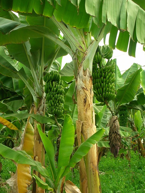 Teneriffa und die kanarische Banane
