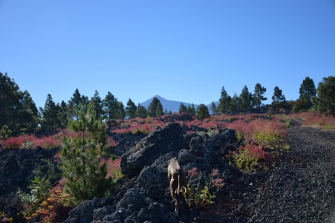 Teneriffa Lavafelder im Winter