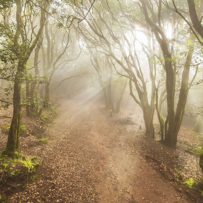 Die schönsten Wanderungen durch den Lorbeerwald auf Teneriffa