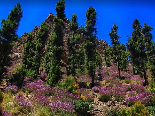 atemberaubende Landschaft auf Teneriffa