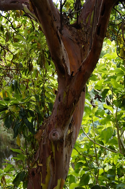 Stamm eines Erdbeerbaumes Teneriffa