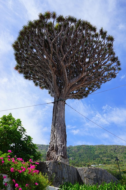 Drachenbaum Icod de los Vinos Teneriffa
