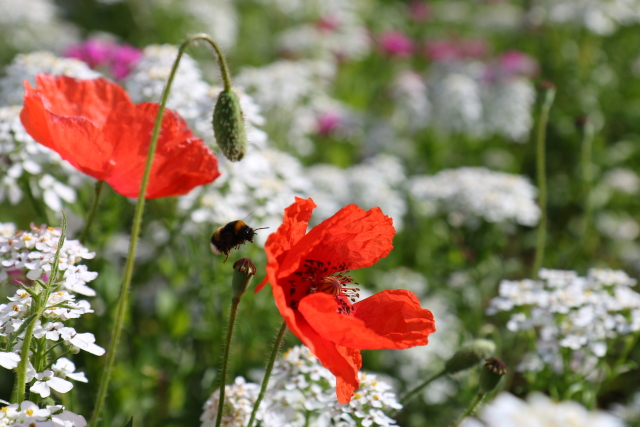 Jedes recycelte Handy unterstützt den Insektenschutzfonds des NABU. Foto: NABU/A. Marquardt 