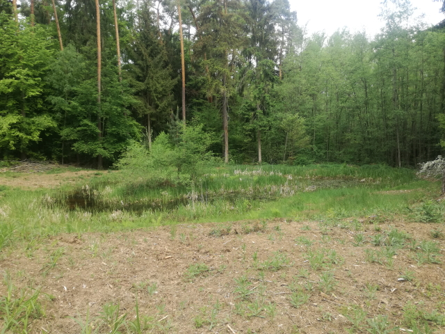 Gewässer am Stallberg nach Forstmulchereinsatz im Winter. Die ufernahen Gehölzen wurden dadurch entfernt, langfristig soll sich eine hochstaudenreiche Vegetation um die Ufer entwickeln.