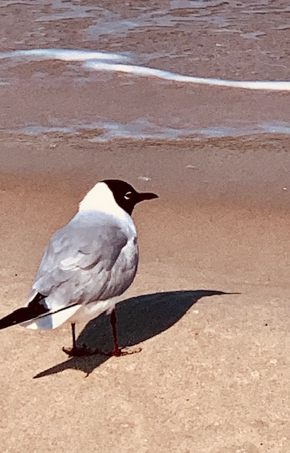 Restaurant AM WASSER im Südosten der Insel Rügen. Frische ...