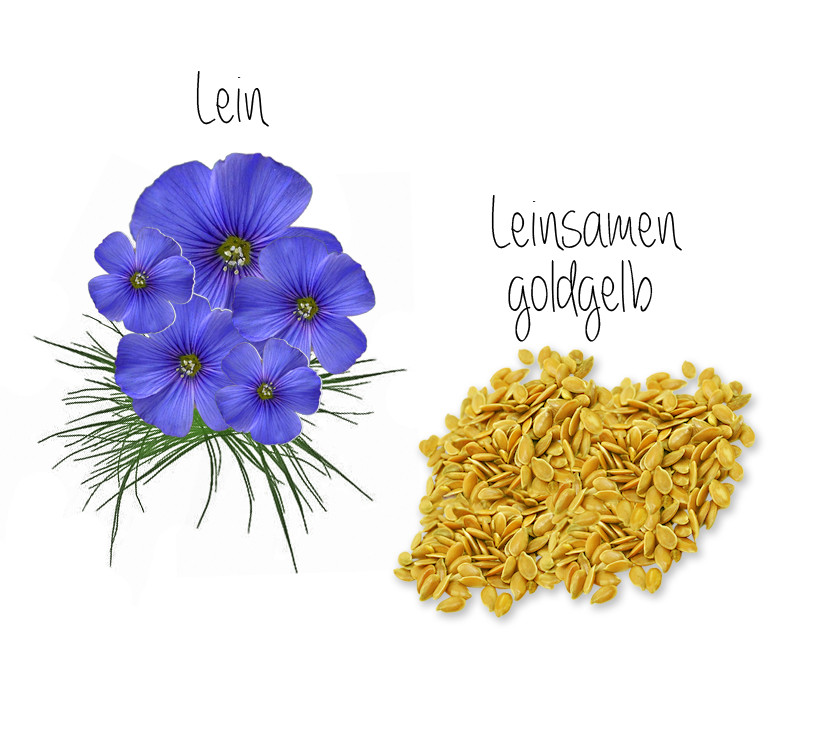 Leinsamen für Pferde und Hunde PferdeGesundheitSchweiz