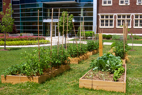 When the HUC-JIR — JFS Community Garden was launched, in 2011, “the soil was so bad where the garden is now that a pointed shovel couldn’t penetrate it,” recalled Master Gardener Ben Kaufman.