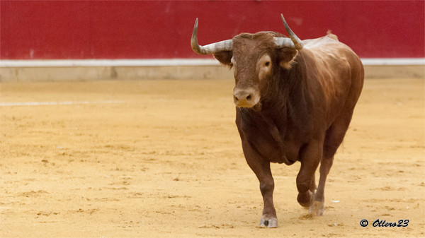 Marques, toro de Lopez Gibaja ganador de la concurso de Zaragoza 2013