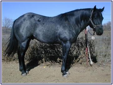 (c) by Birchfield Quarter Horses, TX