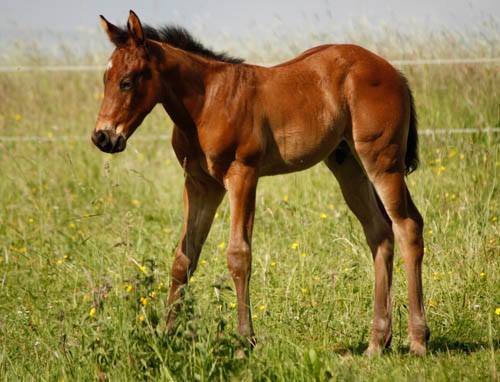 Hancocks Roosterbuck (Breeder: Heide Kronmüller)