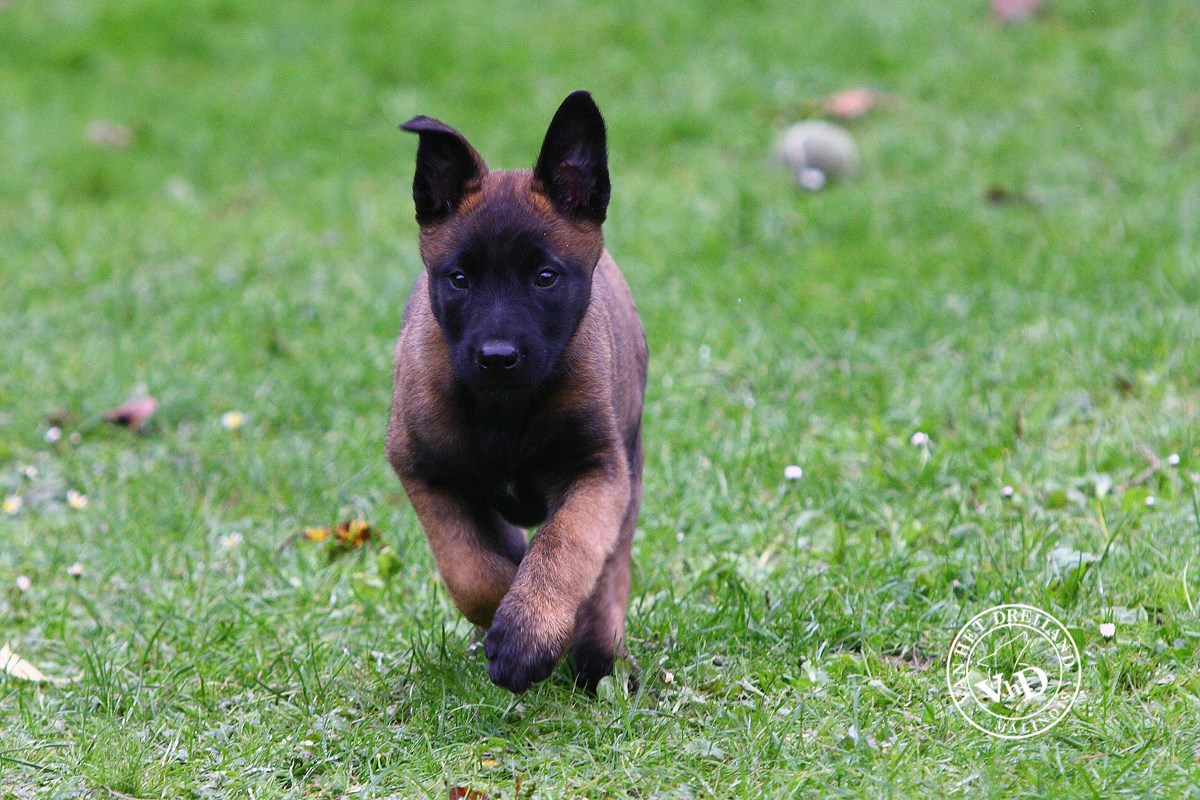 Der Malinois oililyvanhetdreilands Webseite!