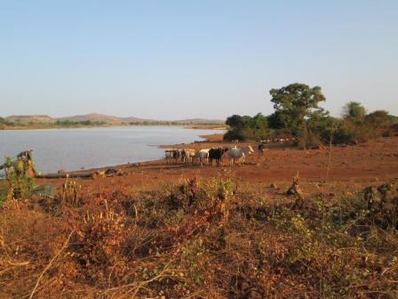 Après le temps d’échange avec la CCB (communauté chrétienne de base) de Bonyolo, nous allons jusqu’au barrage «collinier» : il a transformé la vie des agriculteurs …  Les cultures feraient pâlir d'envie les maraîchers léonards! l